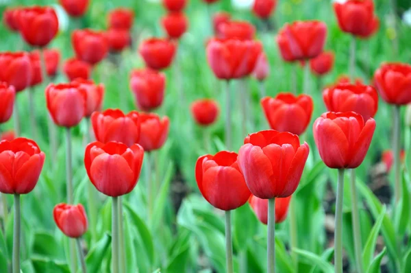 Lindas tulipas vermelhas em uma cama — Fotografia de Stock