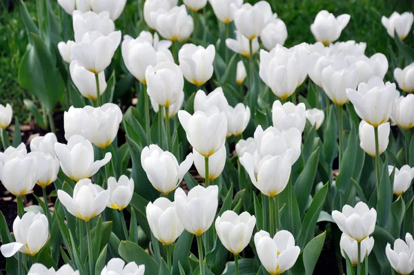 Krásné bílé tulipány na posteli — Stock fotografie