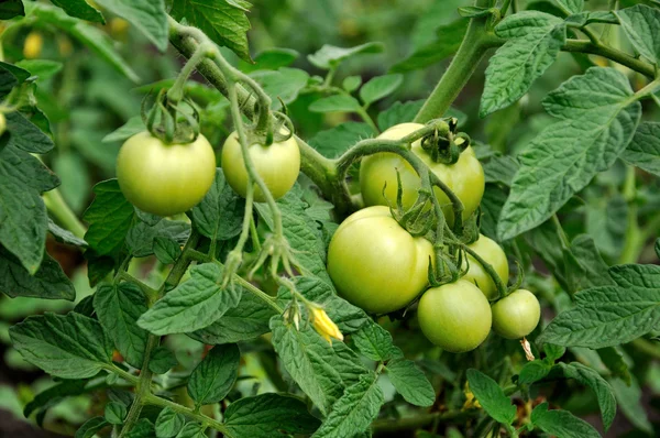 Зелені помідори в грядках — стокове фото