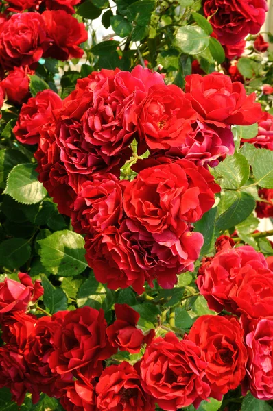 Schöner roter Rosenbusch — Stockfoto