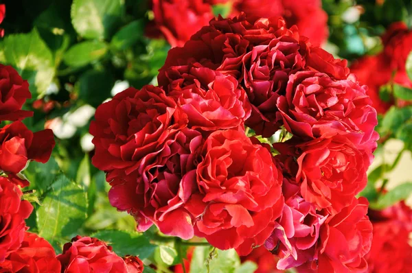 Красивий червоний кущ троянди — стокове фото