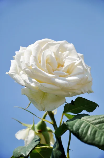 Schöne weiße Rose auf blauem Grund — Stockfoto