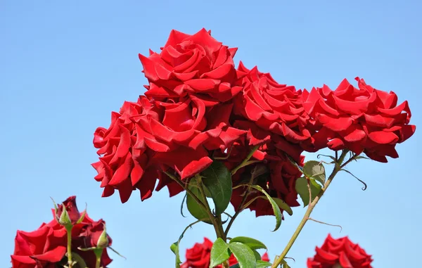 Beautiful red rose bush — Stock Photo, Image