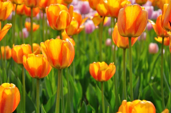 A virágágyás narancssárga tulipánok — Stock Fotó