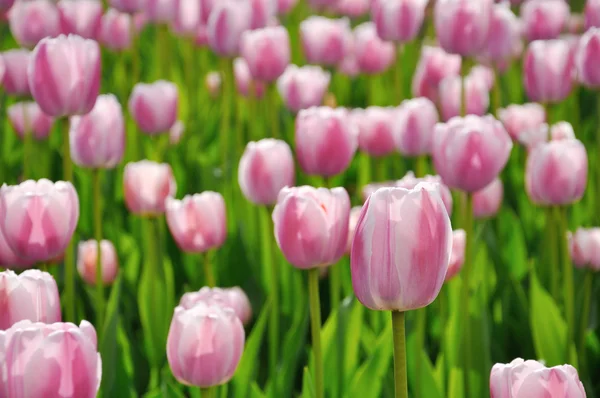 Beautiful pink tulips in the flower bed — Stock Photo, Image