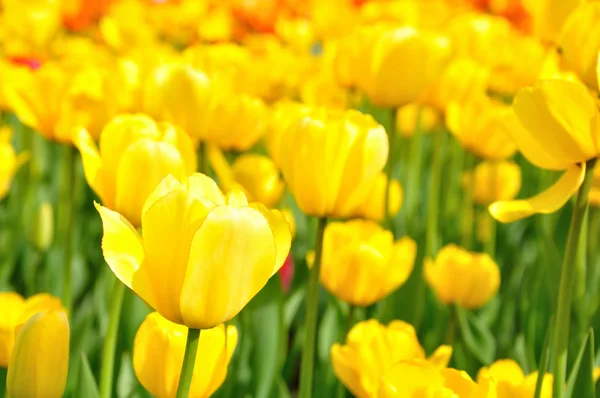 Beautiful yellow tulips in the flower bed — Stock Photo, Image