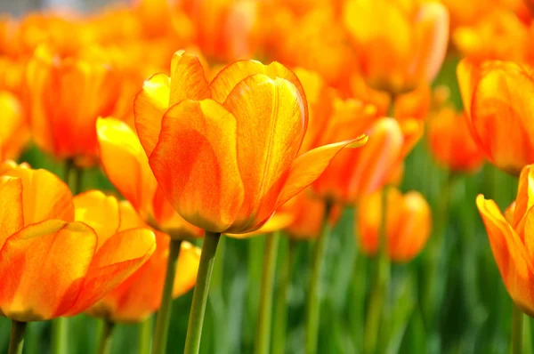 美丽的橙色郁金香花床上 — 图库照片