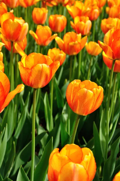 Beautiful orange tulips in the flower bed — Stock Photo, Image