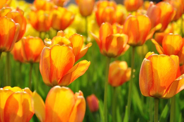 Lindas tulipas laranja no canteiro de flores — Fotografia de Stock