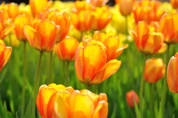 Krásné oranžové tulipány v květinovém záhonu — Stock fotografie