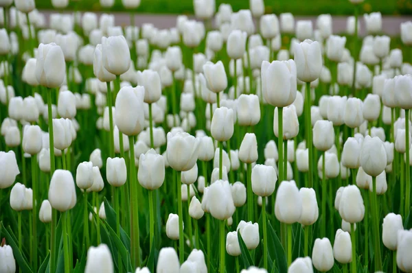 Fehér tulipánok ágyon — Stock Fotó