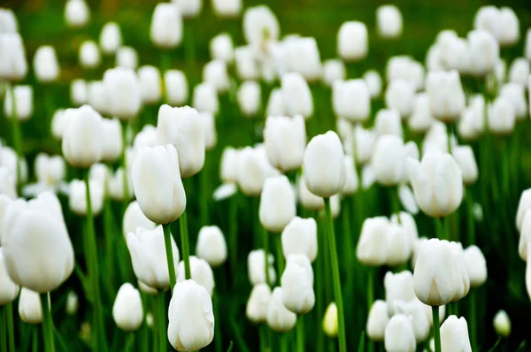 Beautiful white tulips on a bed — Stock Photo, Image