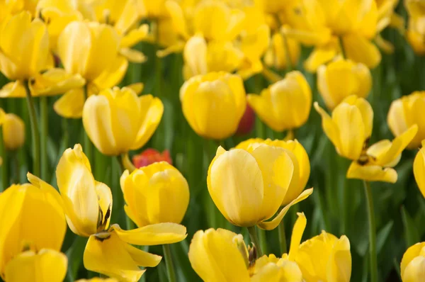 Ágy a sárga tulipánok — Stock Fotó