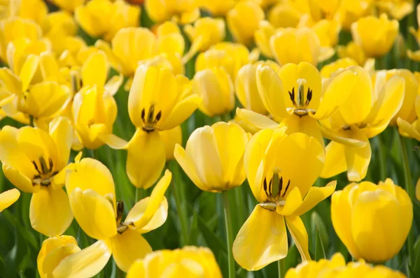 Postel žluté tulipány — Stock fotografie
