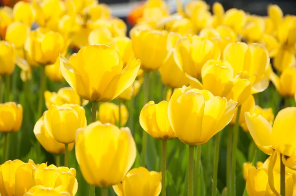 Кровать из желтых тюльпанов — стоковое фото