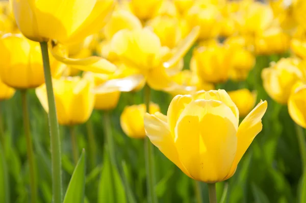 Ágy a sárga tulipánok — Stock Fotó