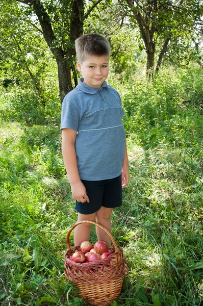 Niño con una cesta de manzanas rojas en el jardín — Foto de Stock