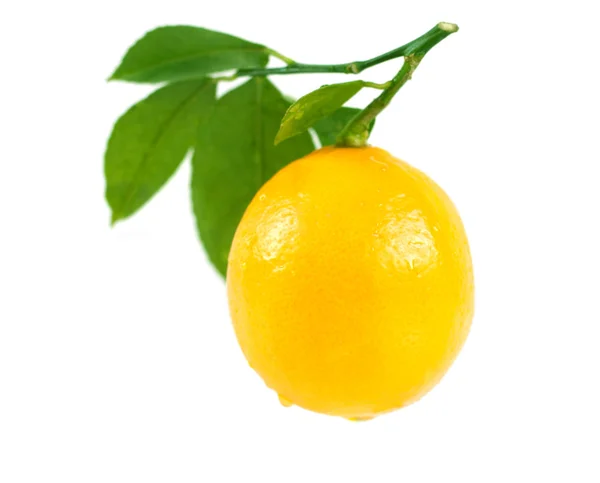 Beyaz arkaplanda yaprakları olan limon — Stok fotoğraf
