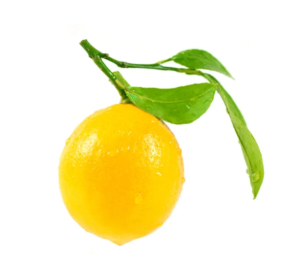 Lemon with leaves isolated on white background — Stock Photo, Image
