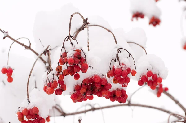 Суничні ягоди на снігу — стокове фото