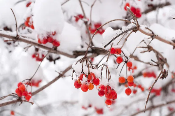 Рябиновые ягоды в снегу — стоковое фото