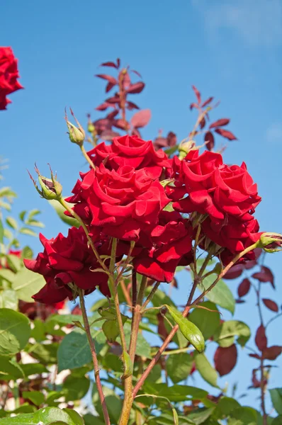 Червона троянда на синьому фоні — стокове фото