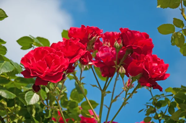 Rote Rose auf blauem Hintergrund — Stockfoto