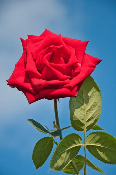 Rote Rose auf blauem Hintergrund — Stockfoto