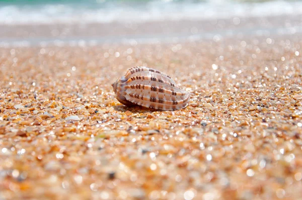 stock image The shell on the beach