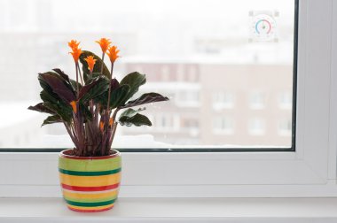 Indoor flower Kalateya Krokata on the windowsill clipart