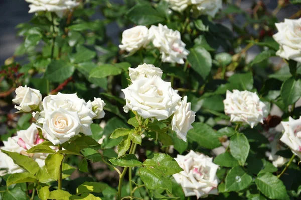 Ein Strauch schöner weißer Rosen — Stockfoto