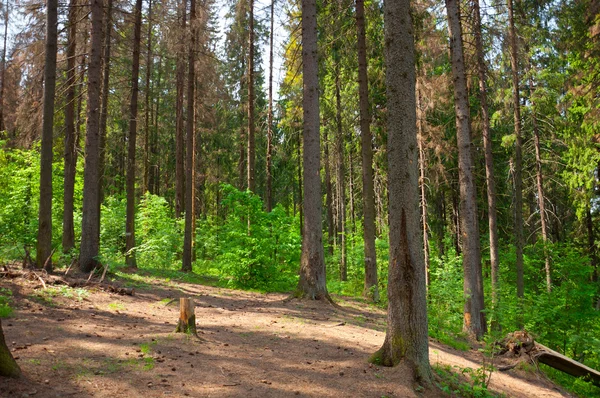 Las świerkowy w lecie — Zdjęcie stockowe