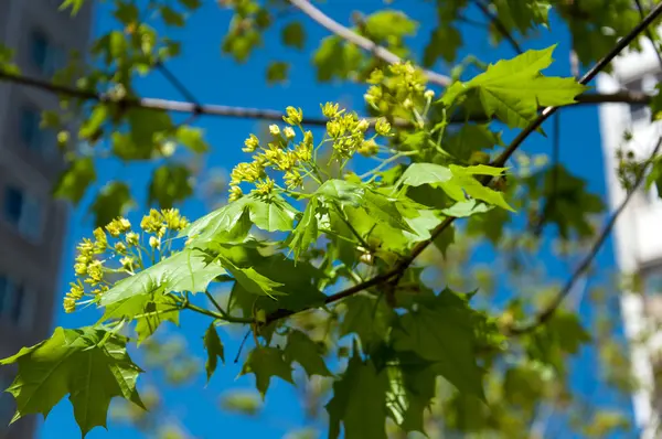 stock image Maple leaves in early spring