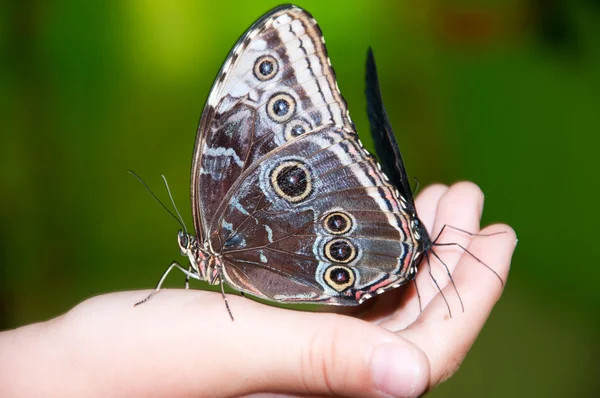 stock image Large butterfly on children's hands