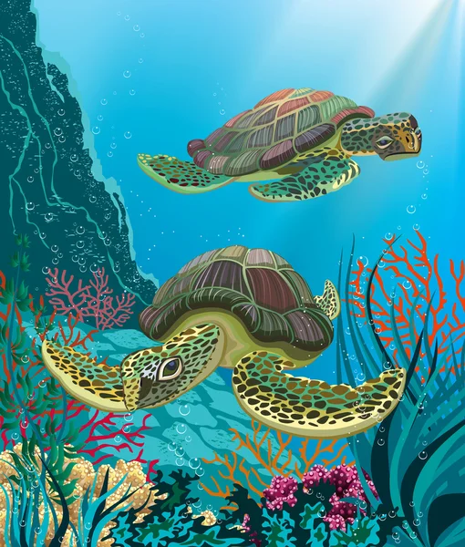 Sea turtles — Stock Vector