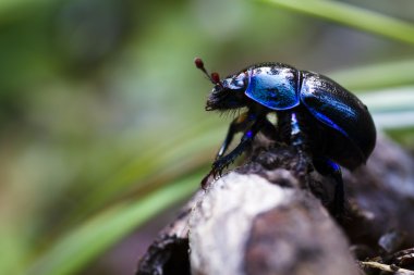 Dung beetle clipart