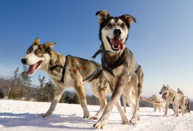 Close up of a sled dog team in action, heading towards the camer clipart