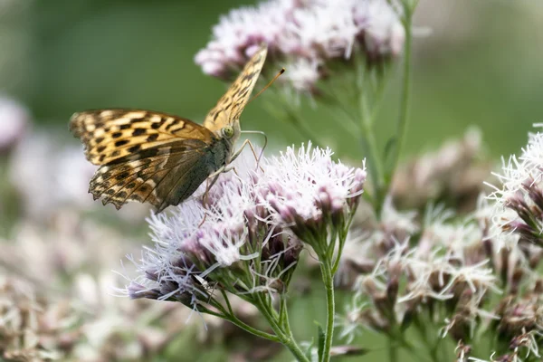 Butterfly (argynnis paphia) — Stock Photo, Image