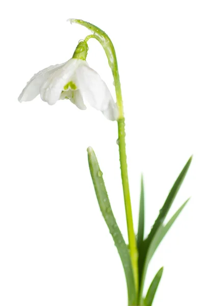 Снігова весняна біла квітка ( Галантус Ньяліс ) — стокове фото
