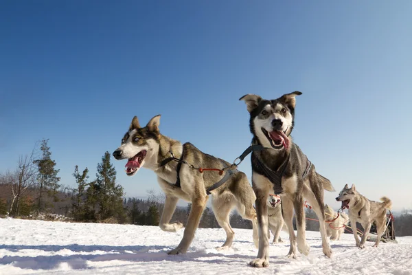 Fechar de uma equipe de cães de trenó em ação, em direção ao camer — Fotografia de Stock