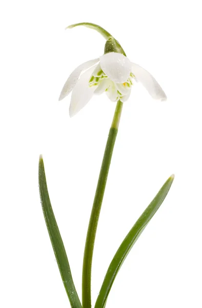 Snowdrop- spring white flower (Galanthus nivalis) — Stock Photo, Image
