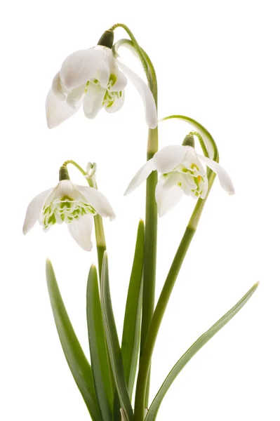Gocce di neve fiore bianco primaverile (Galanthus nivalis ) — Foto Stock