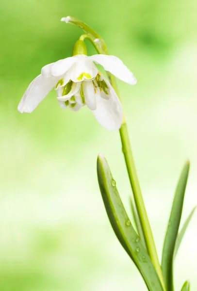 春スノー ドロップの白い花 (ガランサスのスズメ) — ストック写真