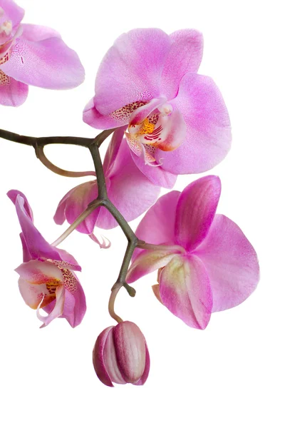 stock image Beautiful purple orchid