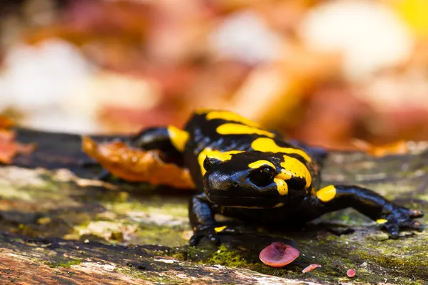 Salamander Stockfoto