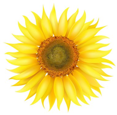 Vector Sunflower clipart