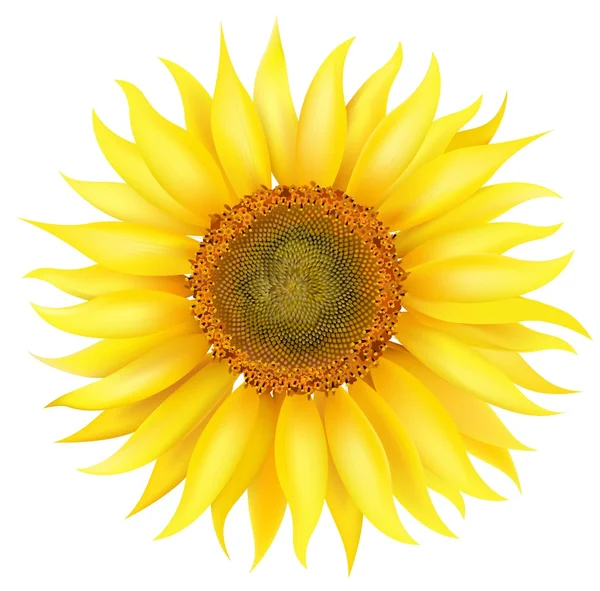 Vector Sunflower — Stock Vector