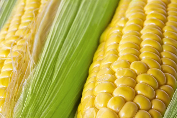 Stock image Fresh corn cobs.