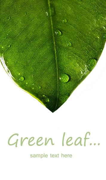 Свіжий зелений лист з краплями ізольовані на білому тлі — стокове фото