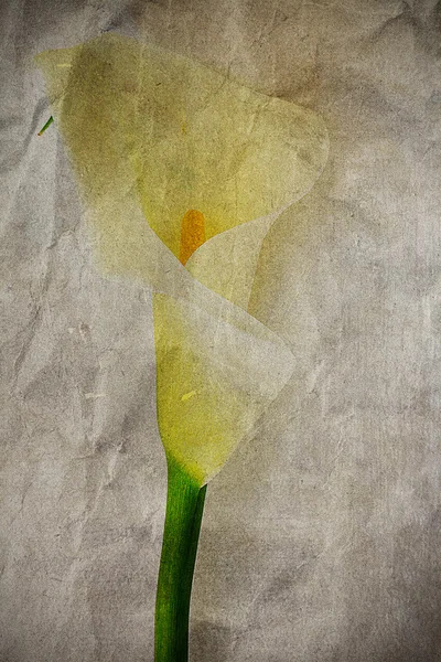 Текстуры цветочной бумаги. Старая бумага с белыми лилиями калла — стоковое фото